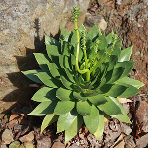 Dudleya brittonii Green Form