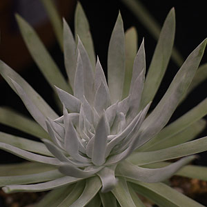 Dudleya edulis