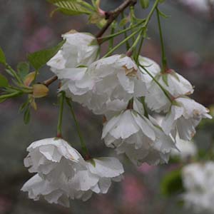 Dwarf weeping Cherry