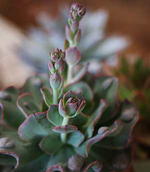 Echeveria 'Raindrops'