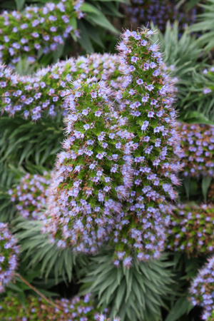 Echium candicans