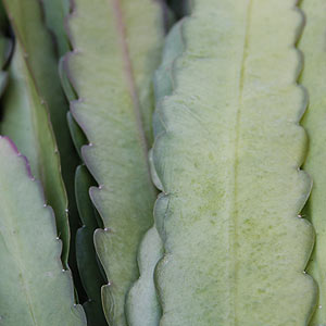 Epiphyllum cuttings