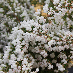 Erica canaliculata White Heath