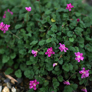 Erodium chamaedryoides flore plena