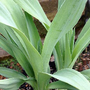 Eryngium yuccifolium