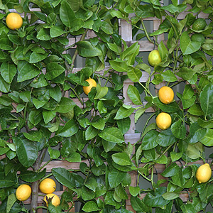 Lemon Tree