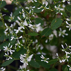 Euphorbia 'Diamond Frost