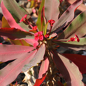 Euphorbia milii - 'Crown of Thorns' Euphorbia milii - 'Crown of Thorns'