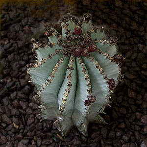 Euphorbia polygona