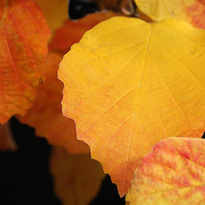 Fothergilla major leaves in fall