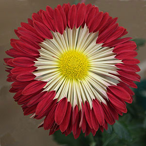 'Firewheel' chrysanthemum