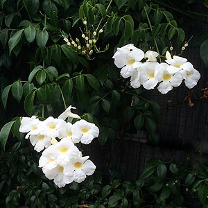 Flowering climbing plants can add color to the garden