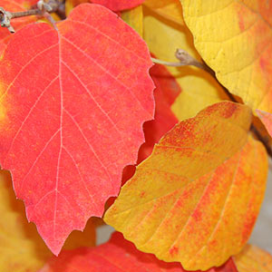 Fothergilla