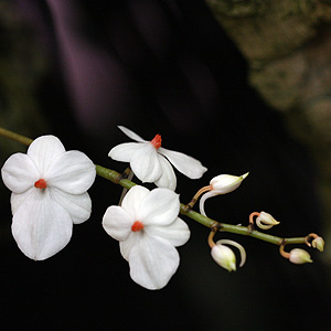 Fragrant orchid Aerangis luteo alba