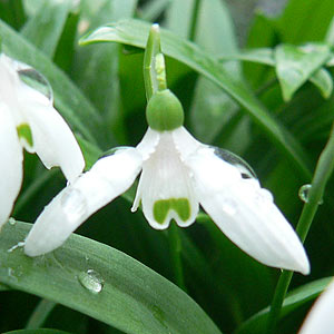 Galanthus species