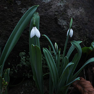 Galanthus or Snowdrop' Flower