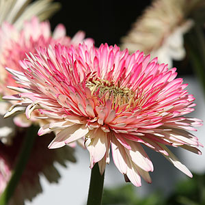 Gerbera Pink Splash