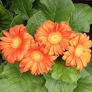 Gerbera flower