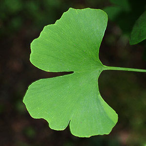 Ginkgo Biloba foliage