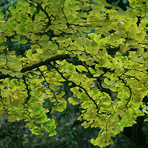 Ginkgo Biloba
