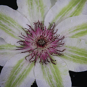 Green and white flowering clematis