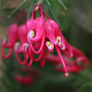 Grevillea Flower