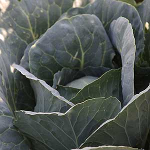 growing cabbages