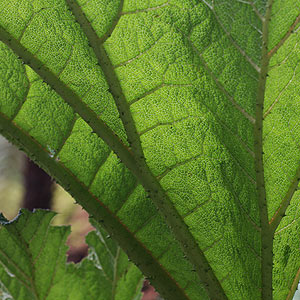 Gunnera manicata foliage