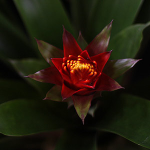 Guzmania bromeliad