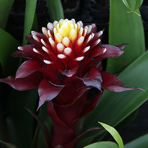 Guzmania paulina