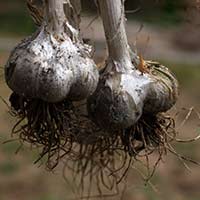 Hardneck garlic