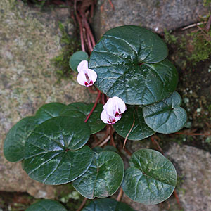 Cyclamen are a hardy outdoor plant