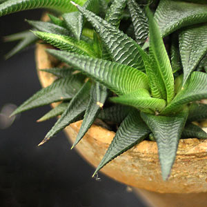 Haworthia species growing in container