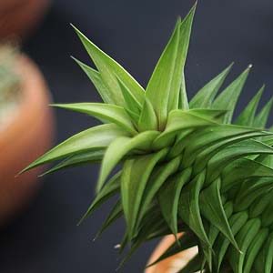 Haworthia viscosa