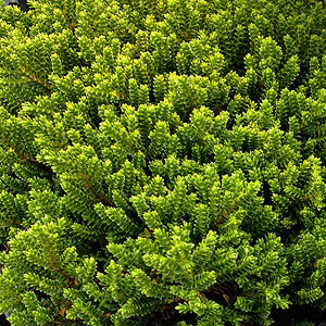 Hebe Emerald Green