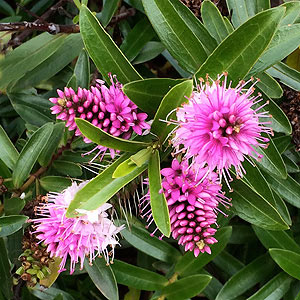 Hebe variety with pink flowers