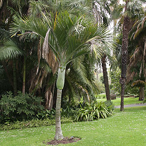 Hedyscepe canterburyana - Umbrella Palm