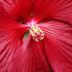 Hibiscus moscheutos 'Southern Belle'