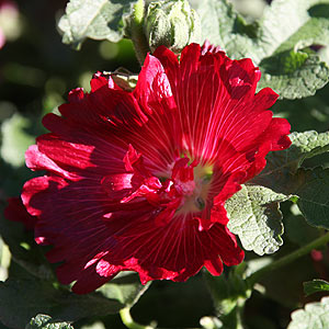 Dwarf Hollyhock variety