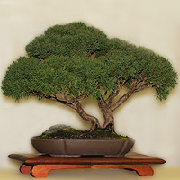 juniperus shimpaku