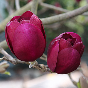 Jury Magnolia Black Tulip