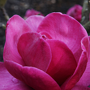 Jury Magnolia Felix
