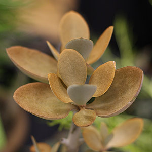 Kalanchoe orgyalis