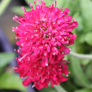 Knautia Macedonica