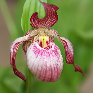 Lady Slipper Orchid Cypripedium