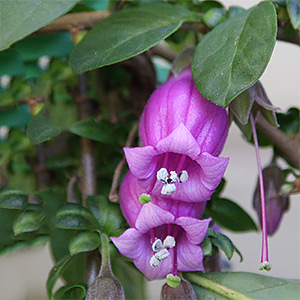 Latua pubiflora - 'Tree of Wizards'