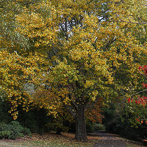 Liriodendron tulipifera