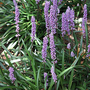 Liriope muscari