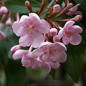 Luculia pinceana