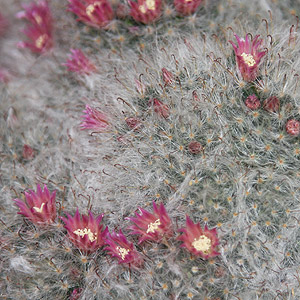 Mammillaria bocasana